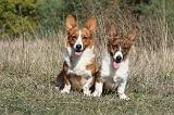 CORGI CARDIGAN 051